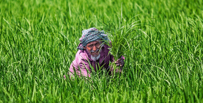 Soudi Khejur cultivation by Saikh siraj